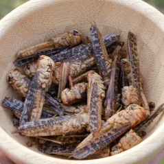 Grig Crunchy grasshoppers Grig Crunchy grasshoppers