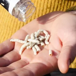 Grig Křupaví červíci v Bílé čokoládě Grig Křupaví červíci v Bílé čokoládě