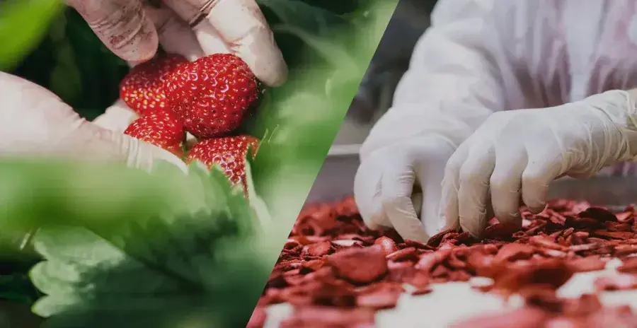 srovnání čerstvé a lyofilizované jahody vypěstované firmou lyovit