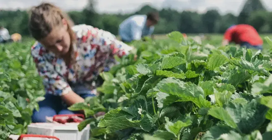žena sklízí úrodu na poli firmy lyofood