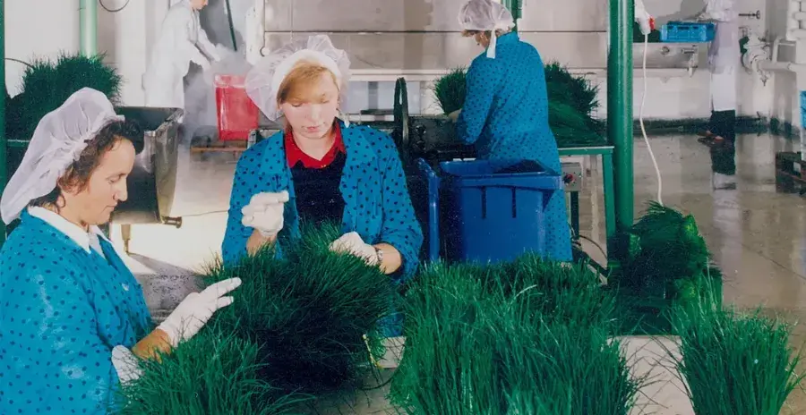 ženy na historické fotografii lyofilizují pažitku v závodě firmy lyofit