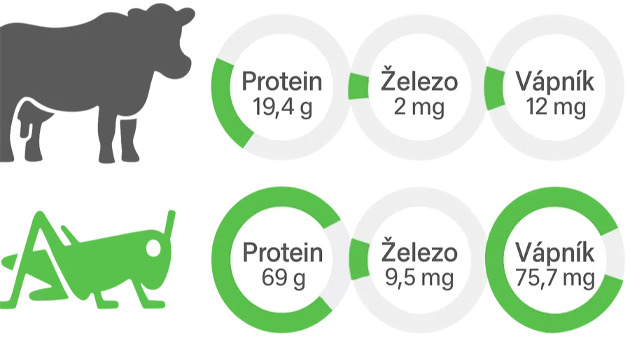 ilustrační obrázek zobrazující srovnání výživových hodnot kravského masa a jedlého hmyzu